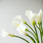 Calla Lily