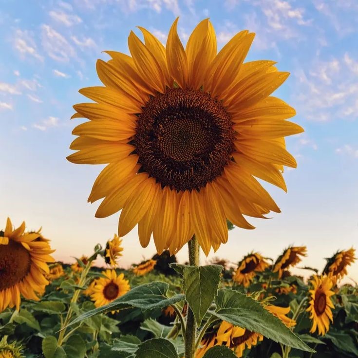 Bunga Matahari Bunga Matahari