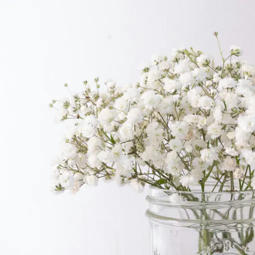 Baby's Breath