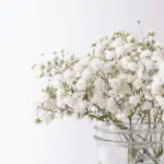 Baby's Breath