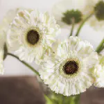 Bunga Gerbera