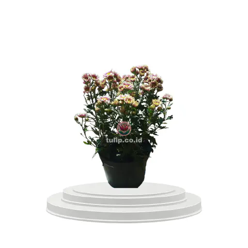 Rustic Bloom
